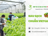 Câu chuyện về sản phẩm "Cải xanh Long Khê"