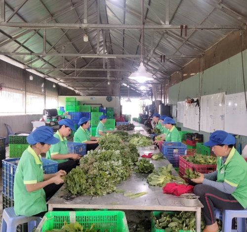 HỢP TÁC XÃ RAU AN TOÀN MƯỜI HAI